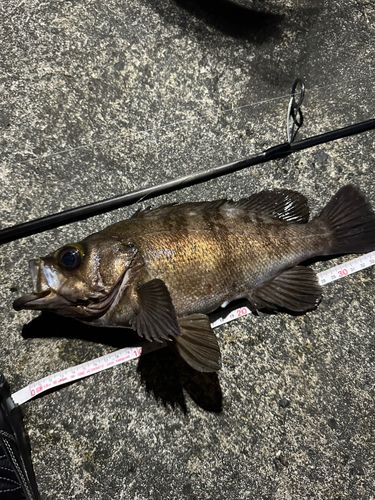 メバルの釣果