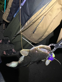 ナマズの釣果