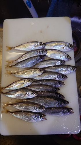 アジの釣果