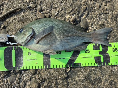 クチブトグレの釣果