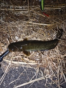 ナマズの釣果