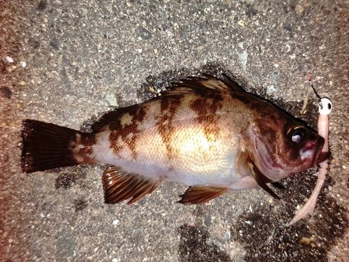メバルの釣果