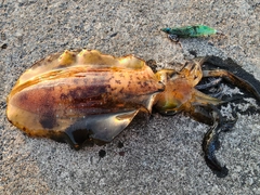 アオリイカの釣果