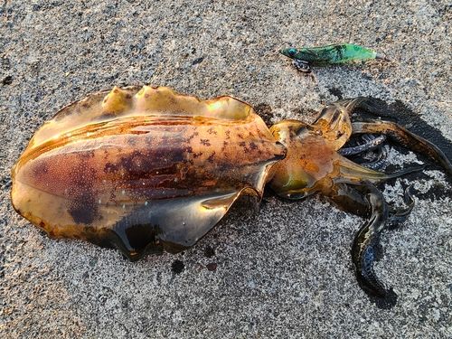 アオリイカの釣果