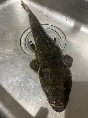 マゴチの釣果