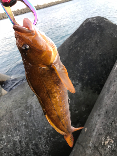 アイナメの釣果