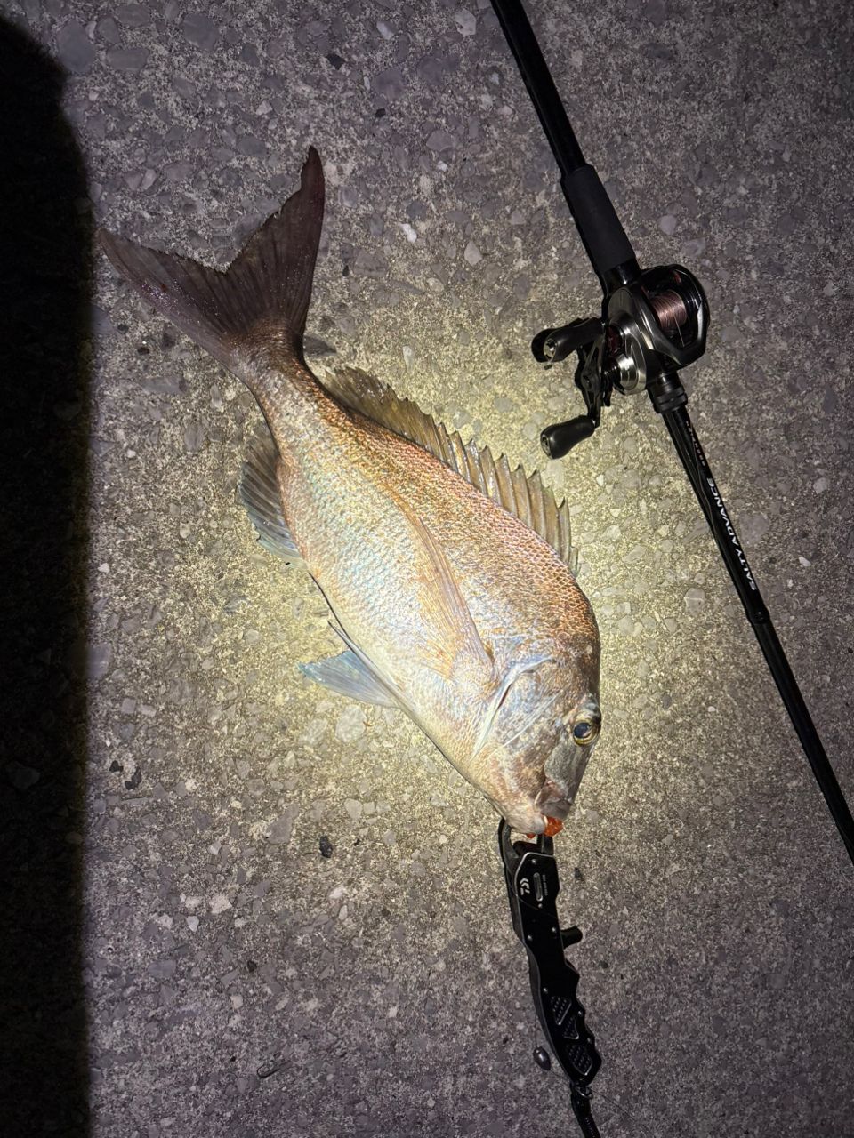 SHIMANO 19ソルティーアドバンス ROCKFISH B76Mの最安値・インプレ