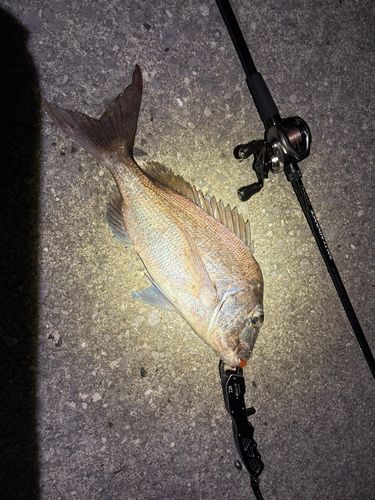 タイの釣果