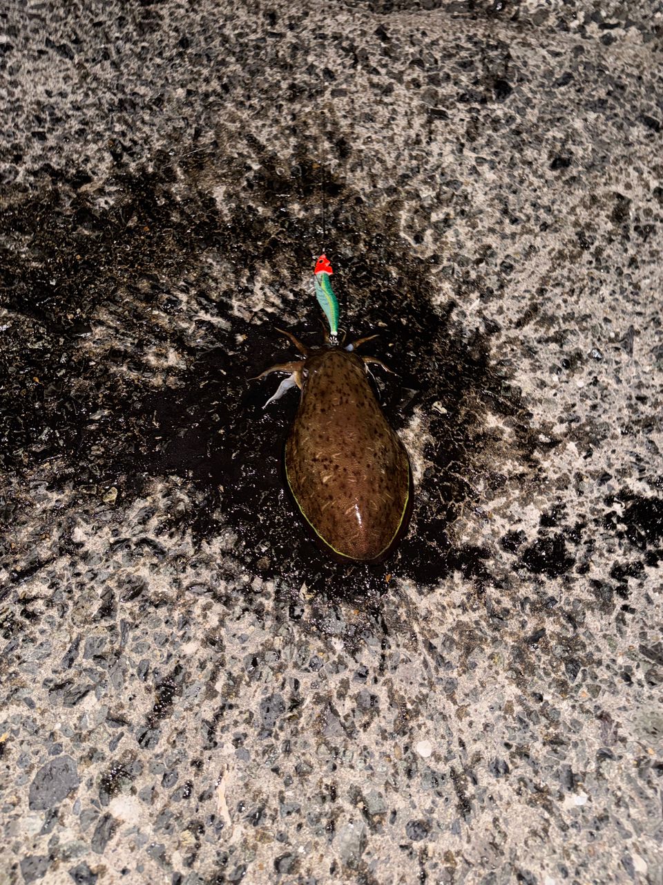 コウイカの釣果写真