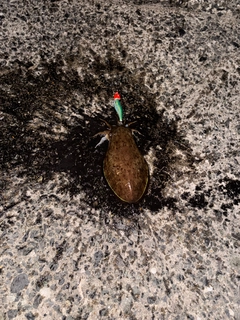 コウイカの釣果