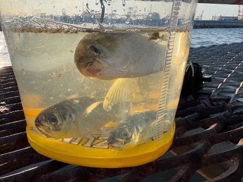 コノシロの釣果