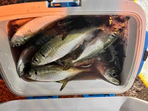 マアジの釣果