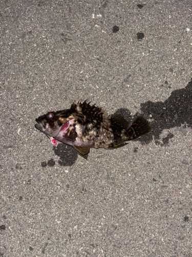 オウゴンムラソイの釣果
