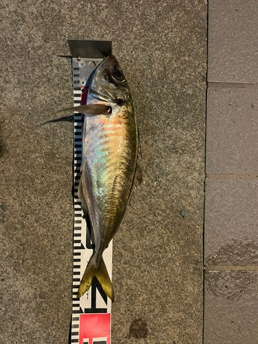 マアジの釣果