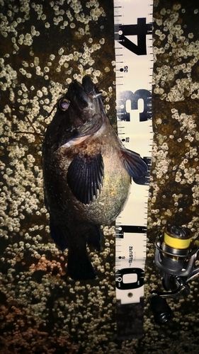 マゾイの釣果