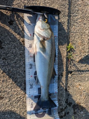 フッコ（マルスズキ）の釣果