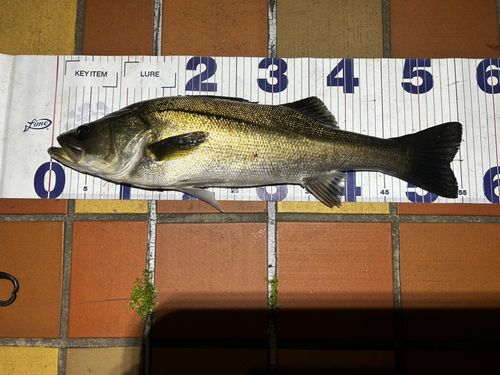 フッコ（マルスズキ）の釣果
