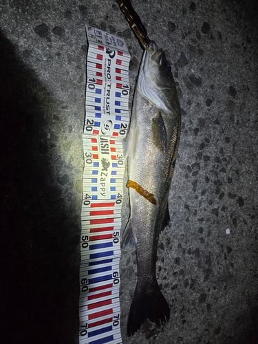 シーバスの釣果