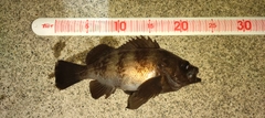 メバルの釣果