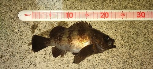 メバルの釣果