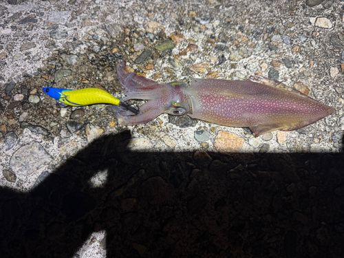ケンサキイカの釣果