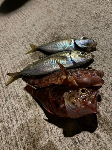 アジの釣果