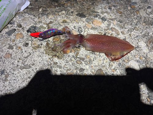 ケンサキイカの釣果