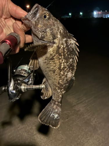 クロソイの釣果