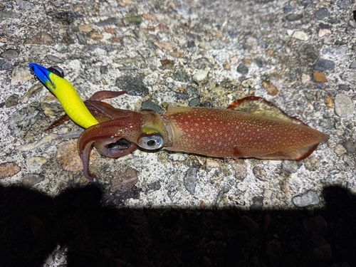 ケンサキイカの釣果