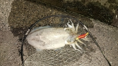 モンゴウイカの釣果