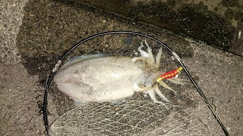 モンゴウイカの釣果