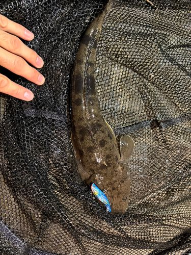 マゴチの釣果