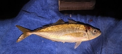 マアジの釣果