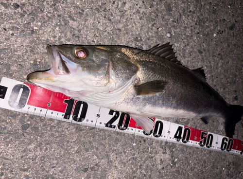 シーバスの釣果