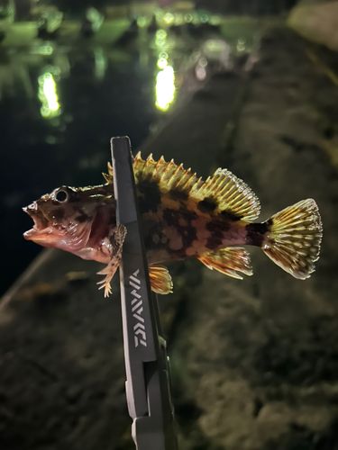 カサゴの釣果
