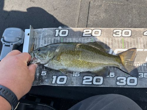 スモールマウスバスの釣果