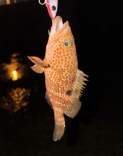 キジハタの釣果