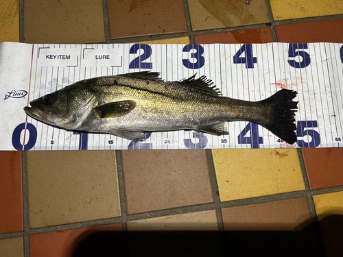 フッコ（マルスズキ）の釣果