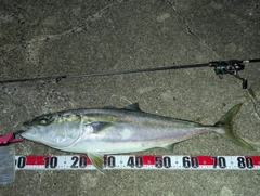 ブリの釣果