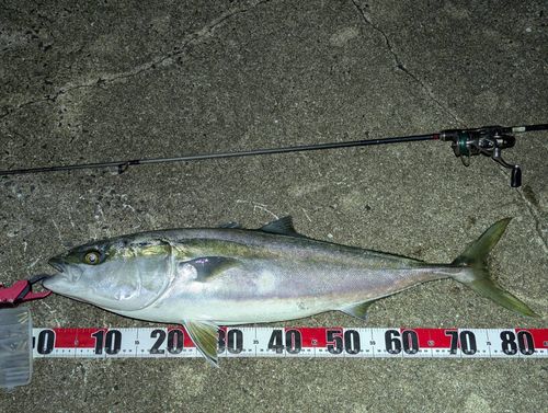 ブリの釣果