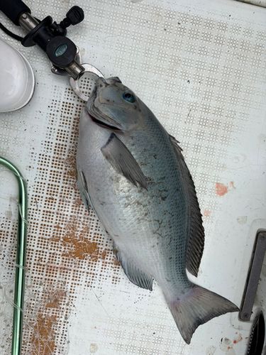グレの釣果