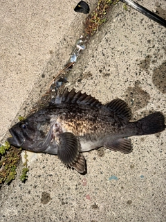 クロソイの釣果