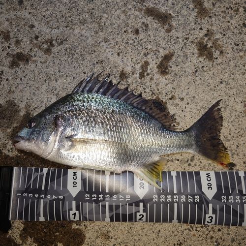 キビレの釣果