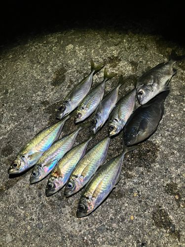 アジの釣果