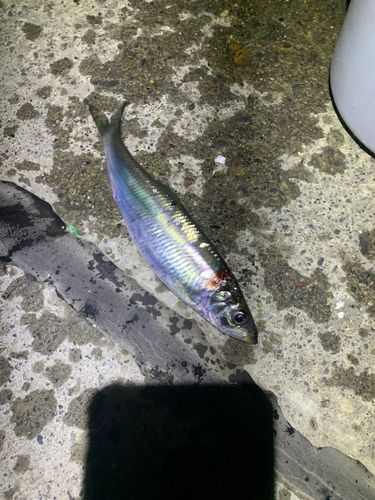ニシンの釣果