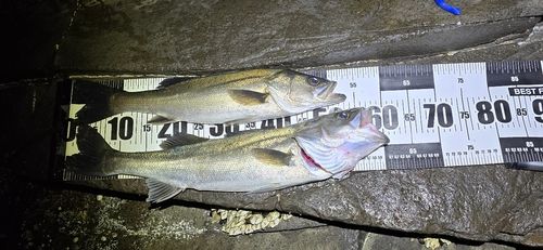 シーバスの釣果