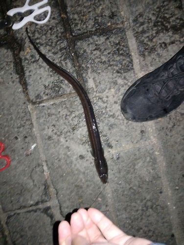 アナゴの釣果