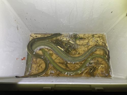 ウナギの釣果