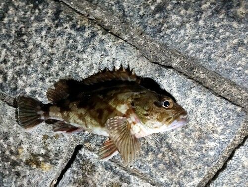 カサゴの釣果