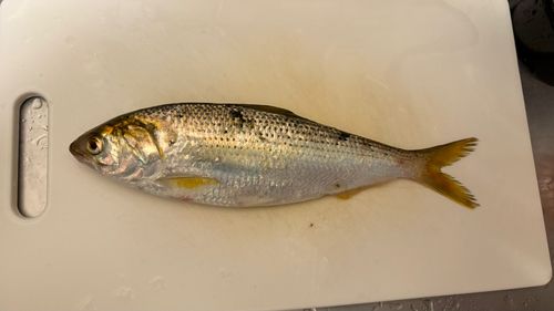 コノシロの釣果